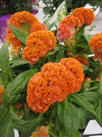 Orange Queen Improved – Celosia Seed