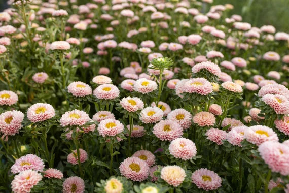 Matsumoto Apricot – Film-Coated China Aster Seed