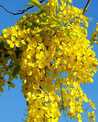 Cassia Siamea, Kased - Seeds