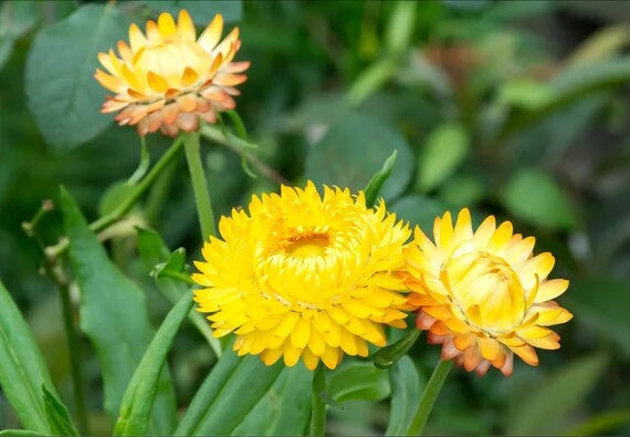 King Size Gold – Strawflower Seed