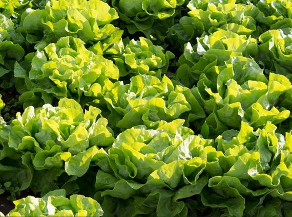 Lettuce Butter Crunch Organic Vegetable Seeds