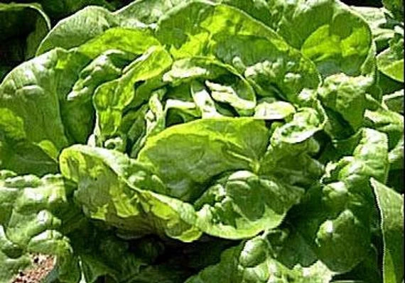 Lettuce Butter Crunch Organic Vegetable Seeds