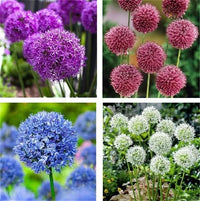 Alliums Mixture Seeds