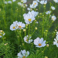 Afternoon White – Cosmos Seed