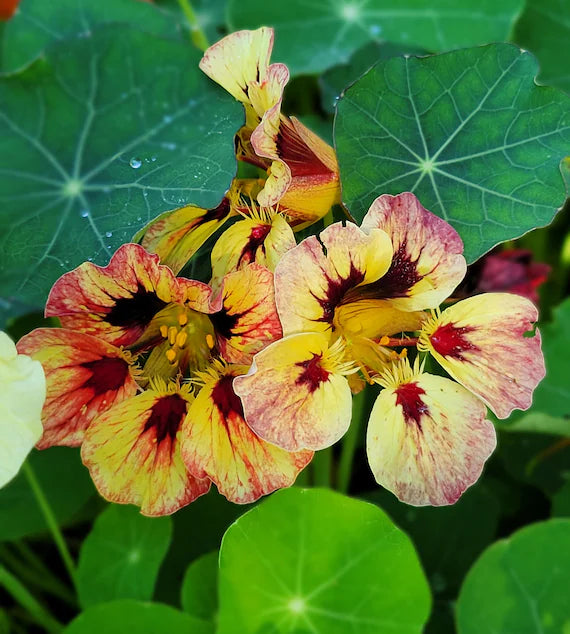 Bloody Mary – Nasturtium Seed