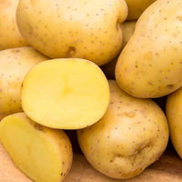 Yukon Gold – Seed Potatoes