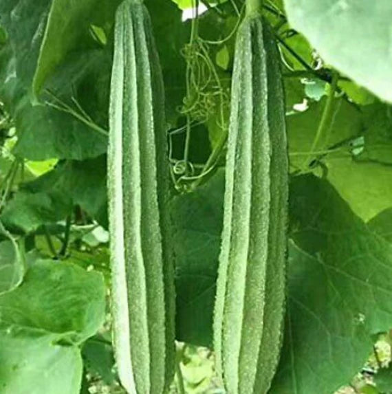 Ridge Gourd Hybrid Vegetable Seeds