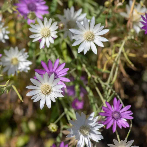 Paper Flower Double Mixture – Heirloom Xeranthemum Seed