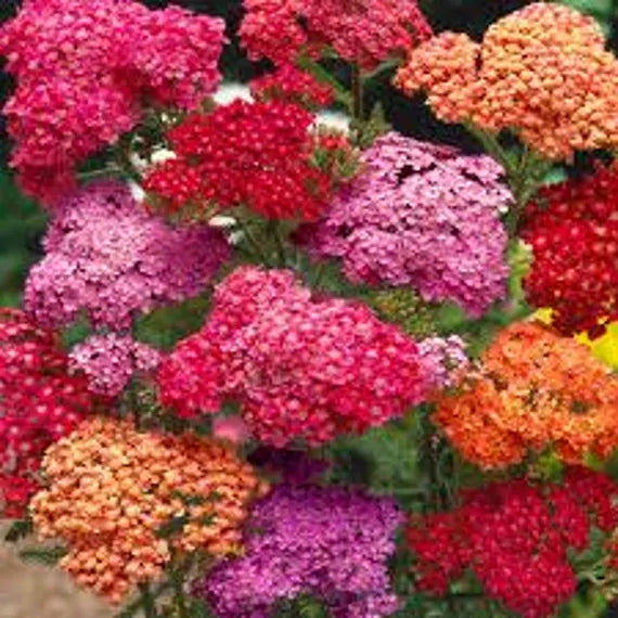 Red Shades – Yarrow Seed