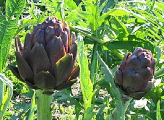 Artichoke- Colorado Red Star