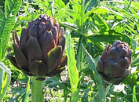 Artichoke- Colorado Red Star