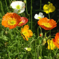 Poppy Iceland Nudicale Mixed Color Seeds