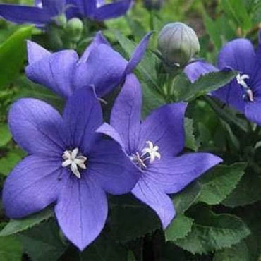 Balloon Flower- Tall Blue