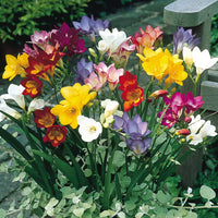 Freesia Mix Color Bulbs