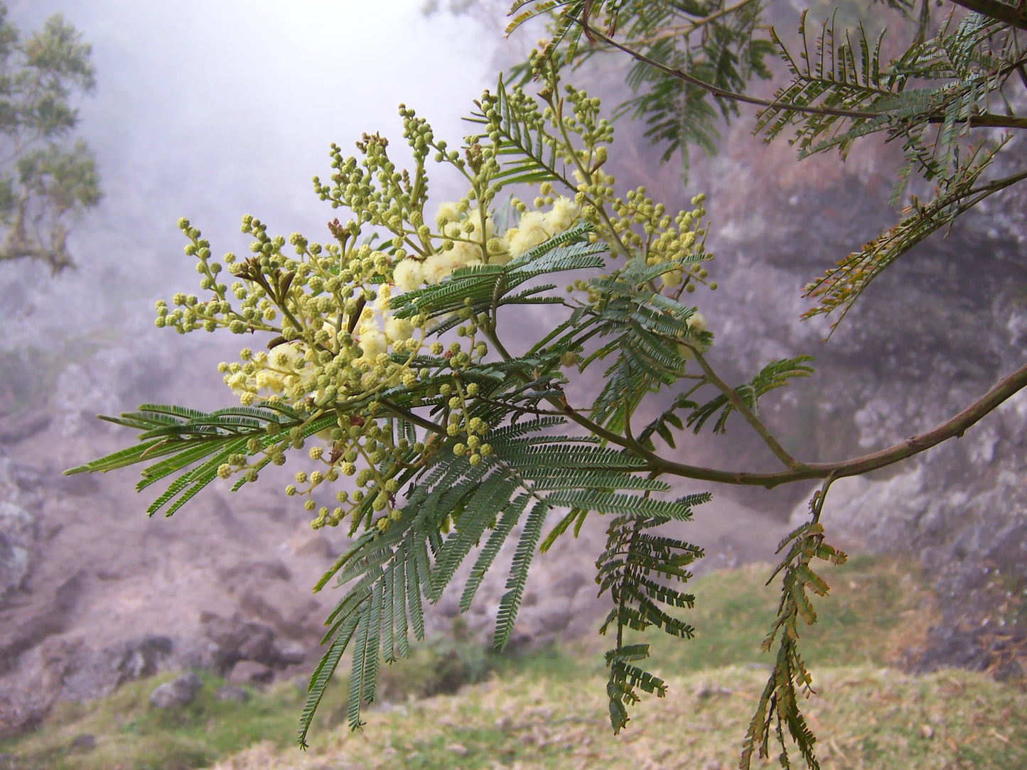 Acacia Mearnsii Black Wattle Tree Seeds