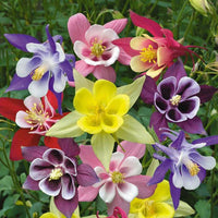 Aquilegia- McKana Giants Mix