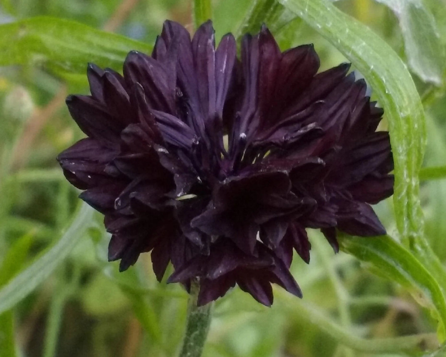 Black Button – Centaurea Seed