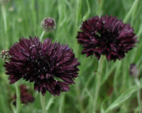 Black Button – Centaurea Seed