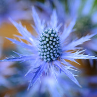 Blue Glitter – Eryngium Seed