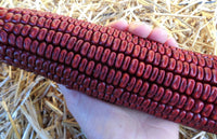 Corn, Maize- Red Aztec