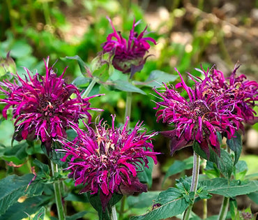 Panorama Mix – Monarda Seed