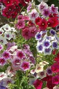 Art Shades Mix – Phlox Seed