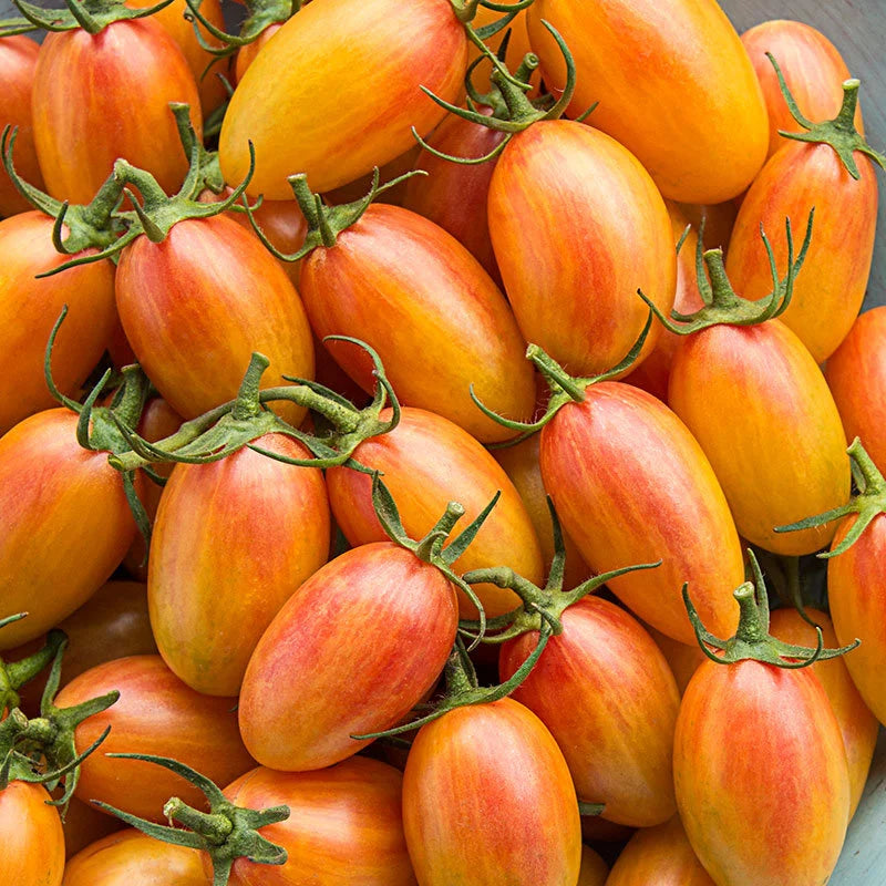 Blush – Organic Tomato Seed