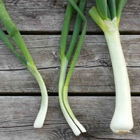 White Spear – Onion Seed