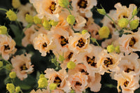 Voyage Light Apricot – Lisianthus