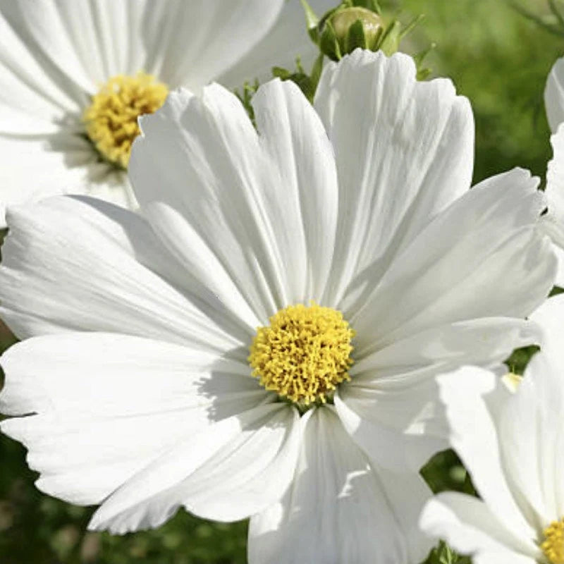 Afternoon White – Cosmos Seed