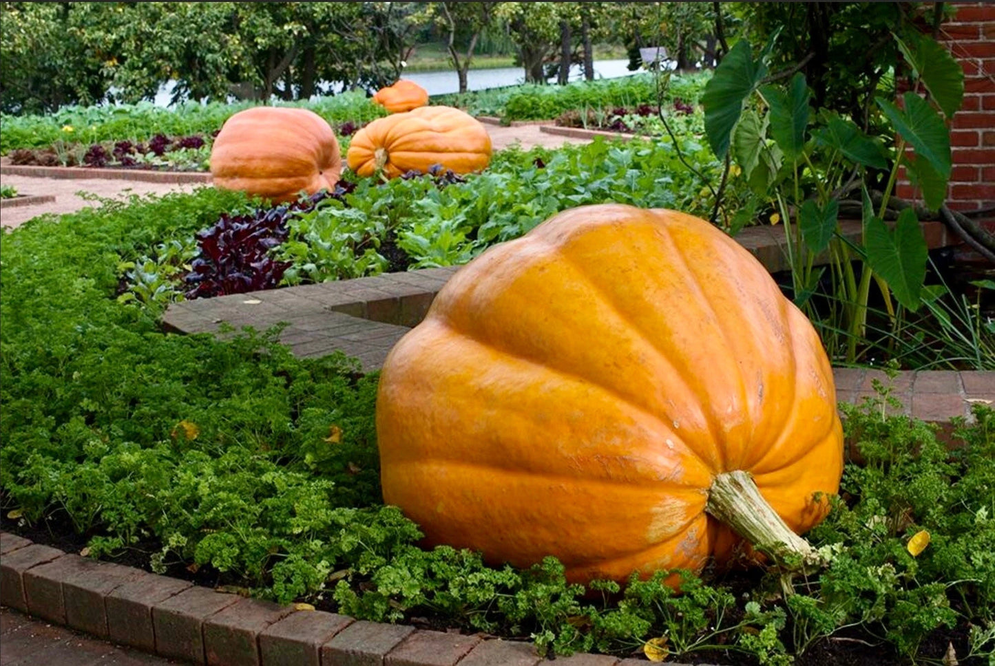 Pumpkin- Dill's Atlantic Giant