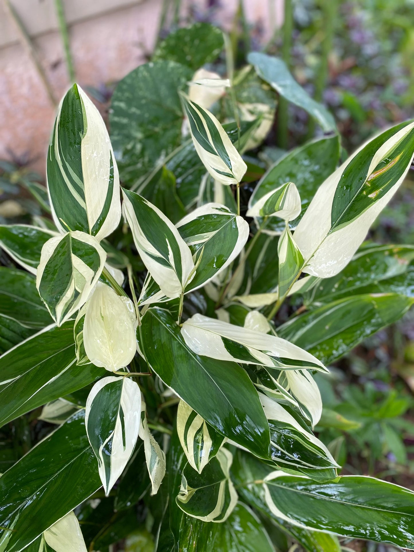 Variegated Arrow Root Bulbs