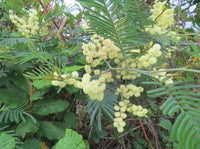 Acacia Mearnsii Black Wattle Tree Seeds