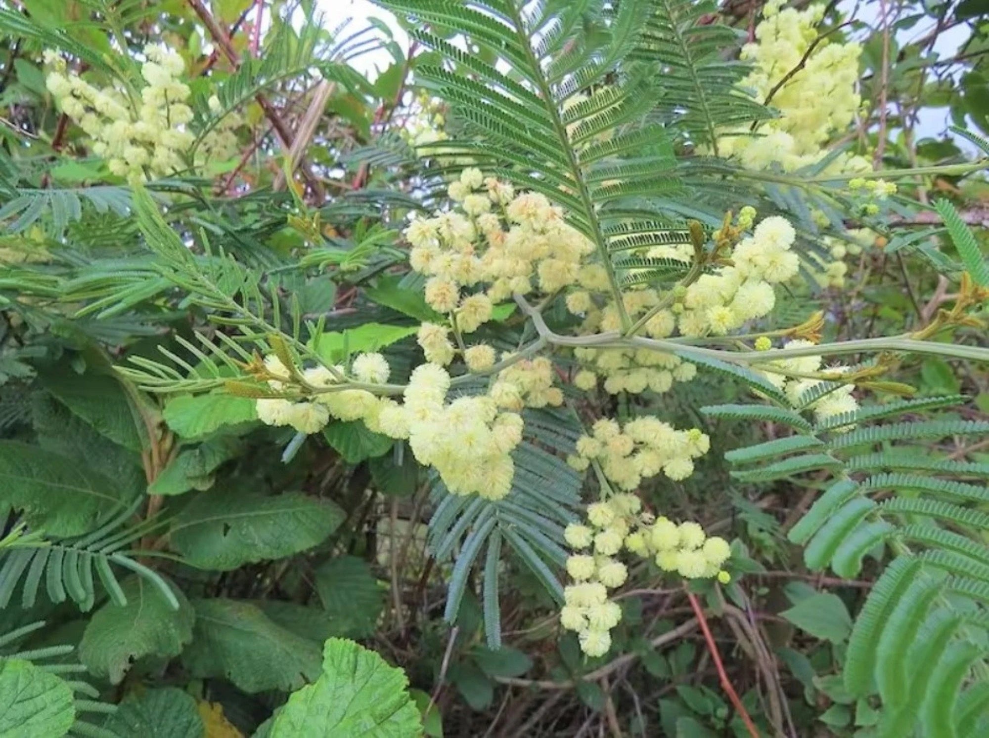 Acacia Mearnsii Black Wattle Tree Seeds