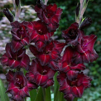 Black Sea Gladiolus