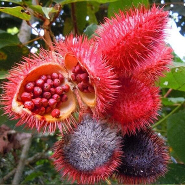 Achiote