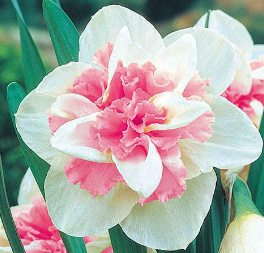 Daffodil Delnashaugh White Pink Bulbs