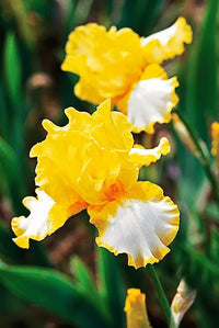 Beauty Becomes Her Bearded Iris Seeds