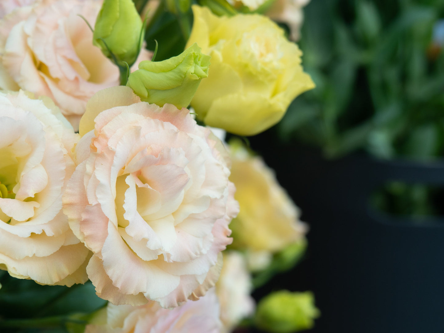 Voyage First Love Lisianthus