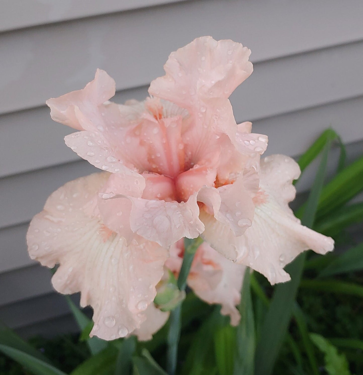 Beverly Sills Bearded Reblooming Iris Seeds