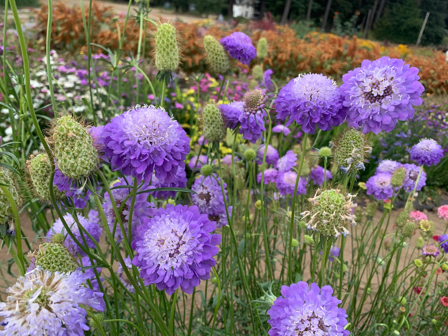 Oxford Blue – Scabiosa Seed