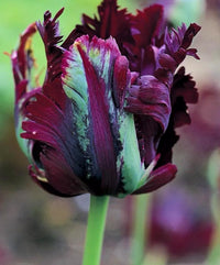 Black Parrot Tulip Seeds