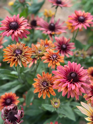 Sahara – Rudbeckia Seed