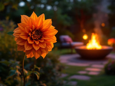 Aladdin's Lamp Dahlia