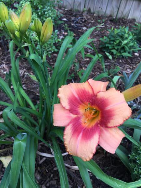 Strawberry Candy Dwarf Reblooming Daylily