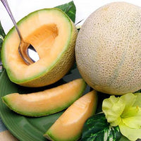 Triton – Melon Seed