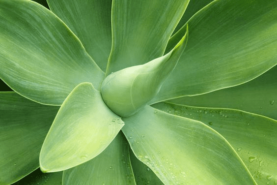 Agave- Foxtail