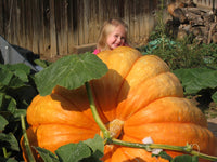 Pumpkin- Dill's Atlantic Giant