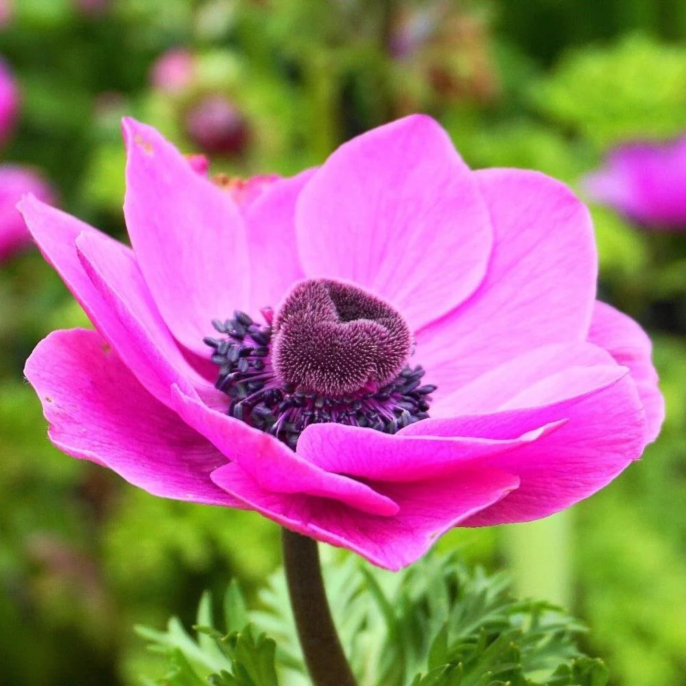 Coronaria Sylphide Pink Bulb