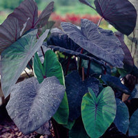 Black Magic Elephant Ear